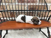 Jill, a female Jack Russell Terrier for sale in Stoutland, MO – 4 of 4