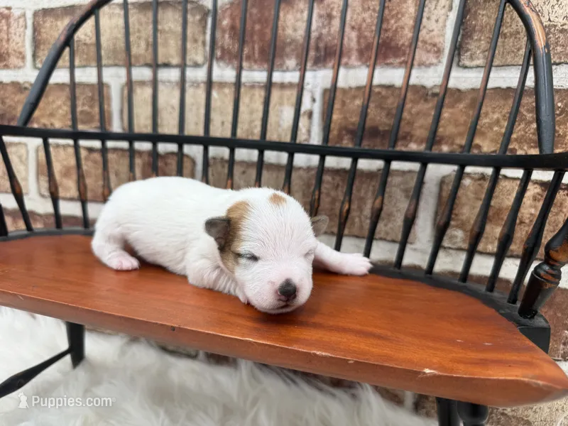 Julie – Jack Russell Terrier puppy for sale in Stoutland, MO