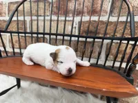 Julie, a female Jack Russell Terrier for sale in Stoutland, MO – 1 of 5
