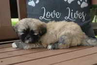 Dorthy, a female Lhasa Apso for sale in Stoutland, MO – 4 of 4