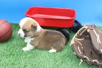 Ace  AKC/Genetic clear, a male Pembroke Welsh Corgi for sale in Stoutland, MO – Photo 4 of 4