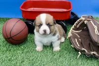 Ace  AKC/Genetic clear, a male Pembroke Welsh Corgi for sale in Stoutland, MO – Photo 3 of 4