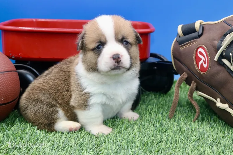 Ace  AKC/Genetic clear