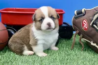 Ace  AKC/Genetic clear, a male Pembroke Welsh Corgi for sale in Stoutland, MO – Photo 1 of 4