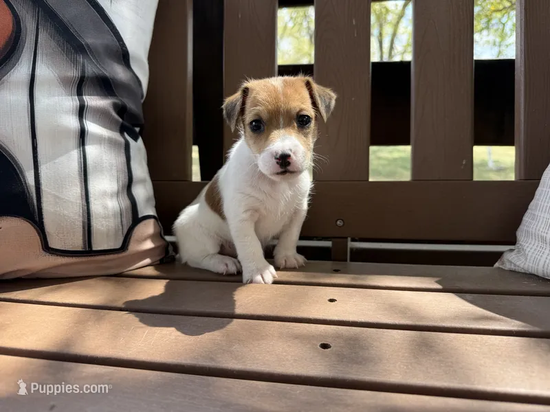 Lilly – Jack Russell Terrier puppy for sale in Stoutland, MO