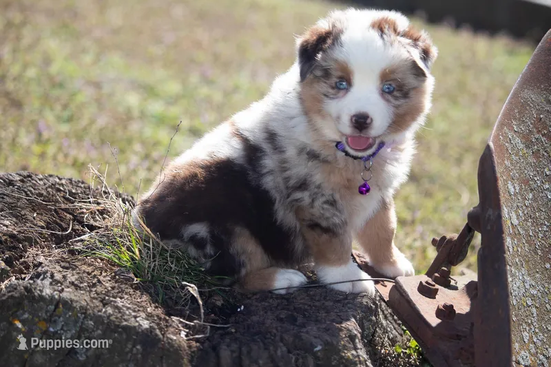 Peach – Australian Shepherd puppy for sale in Stoutland, MO