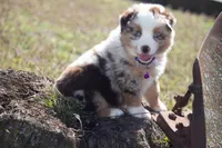 Peach, a female Australian Shepherd for sale in Stoutland, MO – Photo 1 of 5