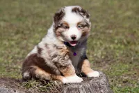 Peach, a female Australian Shepherd for sale in Stoutland, MO – Photo 5 of 5