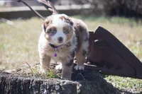 Peach, a female Australian Shepherd for sale in Stoutland, MO – Photo 2 of 5