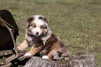 Peach, a female Australian Shepherd for sale in Stoutland, MO – Photo 4 of 5