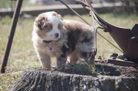 Peach, a female Australian Shepherd for sale in Stoutland, MO – Photo 3 of 5
