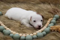 Jane, a female Jack Russell Terrier for sale in Stoutland, MO – 7 of 9