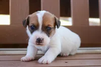 Sam, a female Jack Russell Terrier for sale in Stoutland, MO – 3 of 3