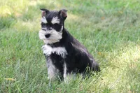 Jewels, a female Miniature Schnauzer for sale in Stoutland, MO – 4 of 8