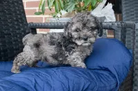 Karman, a female Cockapoo for sale in Stoutland, MO – Photo 3 of 3