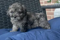 Karman, a female Cockapoo for sale in Stoutland, MO – Photo 2 of 3