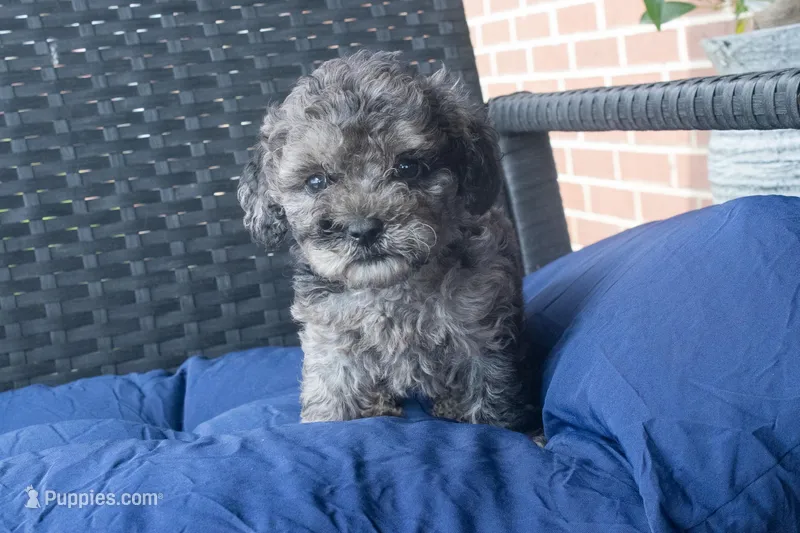 Karman – Cockapoo puppy for sale in Stoutland, MO