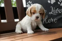 Sissy, a female Cocker Spaniel for sale in Stoutland, MO – 4 of 7