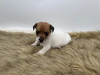 Tilly, a female Jack Russell Terrier for sale in Stoutland, MO – 2 of 3