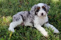 Prince, a male Cavapoo for sale in Stoutland, MO – 4 of 6