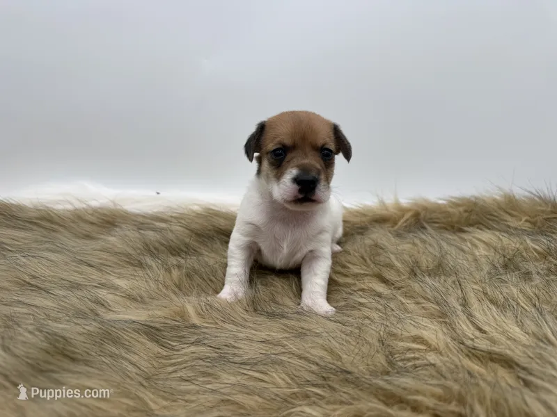 Tilly – Jack Russell Terrier puppy for sale in Stoutland, MO