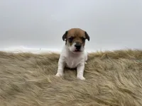 Tilly, a female Jack Russell Terrier for sale in Stoutland, MO – 1 of 3