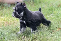 Maggie, a female Miniature Schnauzer for sale in Stoutland, MO – 3 of 3