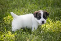Nova, a female Jack Russell Terrier for sale in Stoutland, MO – 3 of 3