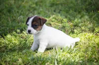 Nicole, a female Jack Russell Terrier for sale in Stoutland, MO – 4 of 4