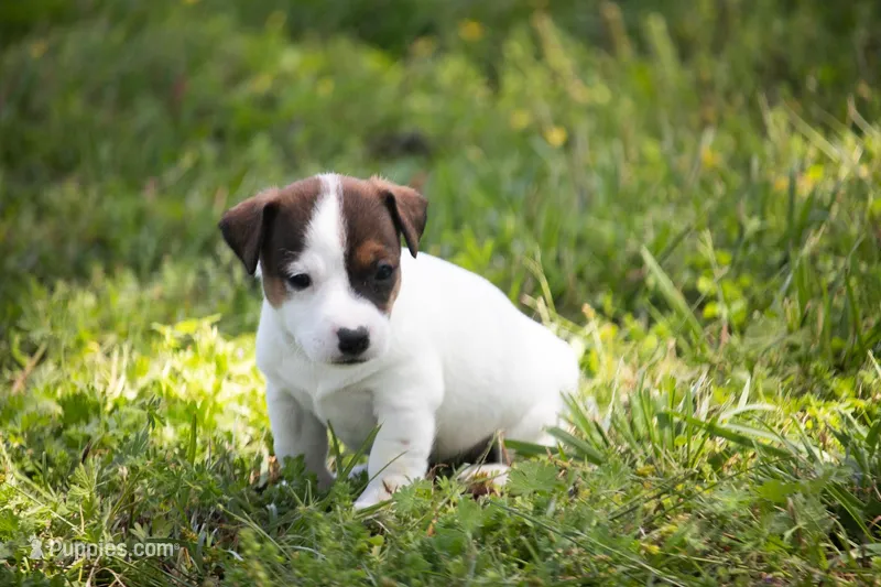 Nicole – Jack Russell Terrier puppy for sale in Stoutland, MO