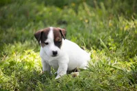 Nicole, a female Jack Russell Terrier for sale in Stoutland, MO – 1 of 4