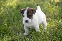 Nicole, a female Jack Russell Terrier for sale in Stoutland, MO – 3 of 4