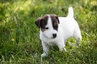 Nicole, a female Jack Russell Terrier for sale in Stoutland, MO – 2 of 4