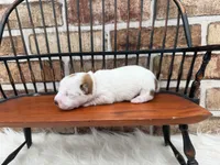 Julie, a female Jack Russell Terrier for sale in Stoutland, MO – 3 of 5