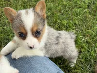 Winnie, a female Pembroke Welsh Corgi for sale in Stoutland, MO – 1 of 4