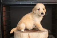 Goldie, a female Golden Retriever for sale in Stoutland, MO – Photo 4 of 4