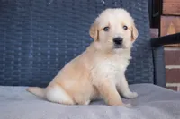 Goldie, a female Golden Retriever for sale in Stoutland, MO – Photo 1 of 4