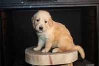 Goldie, a female Golden Retriever for sale in Stoutland, MO – Photo 3 of 4