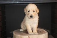 Goldie, a female Golden Retriever for sale in Stoutland, MO – Photo 2 of 4