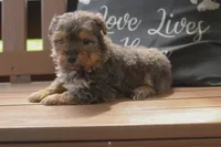 Luke, a male Yorkipoo for sale in Stoutland, MO – 2 of 3