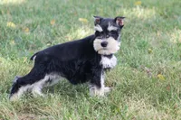 Jewels, a female Miniature Schnauzer for sale in Stoutland, MO – 6 of 8