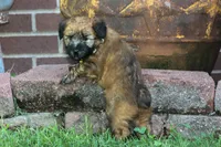 AKC Kadie, a female Soft Coated Wheaten Terrier for sale in Stoutland, MO – 4 of 5