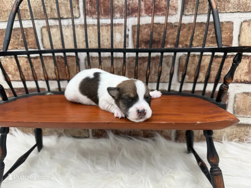 Jill – Jack Russell Terrier puppy for sale in Stoutland, MO