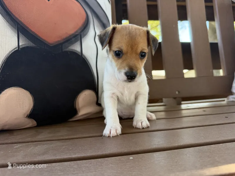Tilly – Jack Russell Terrier puppy for sale in Stoutland, MO