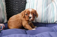 Rocky, a male Cavalier King Charles Spaniel for sale in Stoutland, MO – 3 of 3