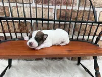 Jill, a female Jack Russell Terrier for sale in Stoutland, MO – 2 of 4