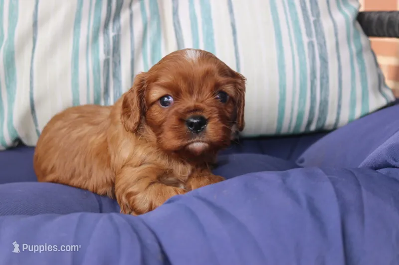Rex – Cavalier King Charles Spaniel puppy for sale in Stoutland, MO