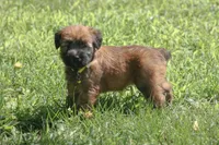 AKC Kadie, a female Soft Coated Wheaten Terrier for sale in Stoutland, MO – 3 of 5
