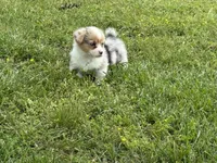 Wanda, a female Pembroke Welsh Corgi for sale in Stoutland, MO – 3 of 4