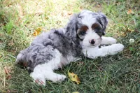 Prince, a male Cavapoo for sale in Stoutland, MO – 5 of 6